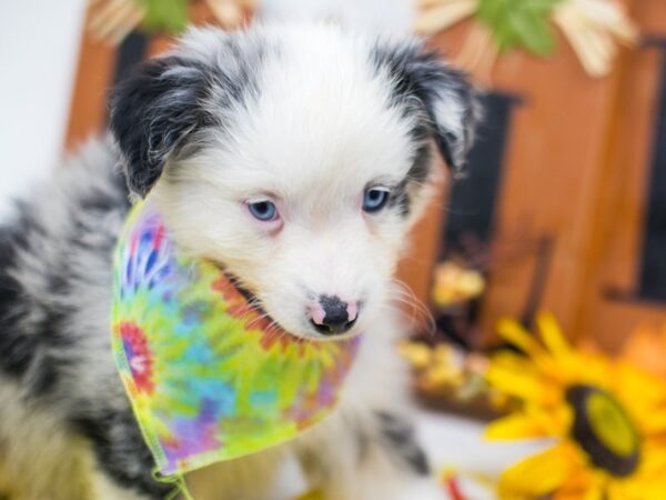 Miniature Australian Shepherd DOG Male Blue Merle With White Face 15608 Petland Wichita, Kansas