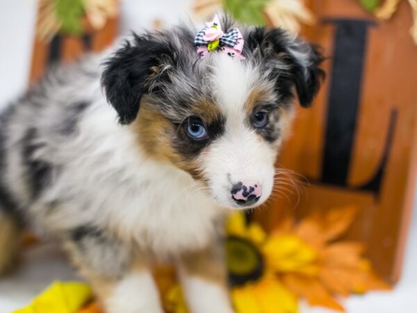 Miniature Australian Shepherd DOG Female Blue Merle 15607 Petland Wichita, Kansas