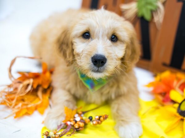 Mini Goldendoodle-DOG-Male-Dark Gold-15606-Petland Wichita, Kansas