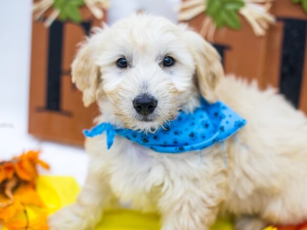 Mini Goldendoodle DOG Male Golden 15605 Petland Wichita, Kansas