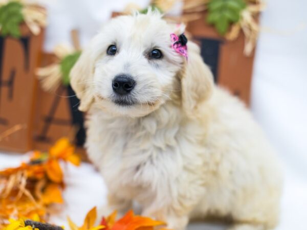 Mini Goldendoodle DOG Female Golden 15604 Petland Wichita, Kansas