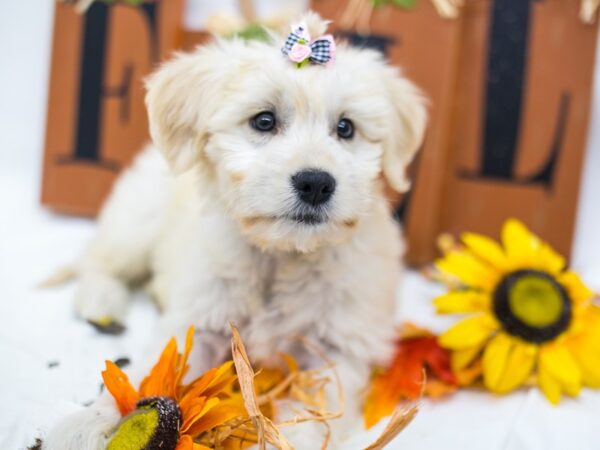 Mini Goldendoodle-DOG-Female-Golden-15603-Petland Wichita, Kansas