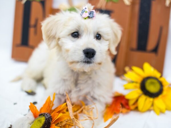 Mini Goldendoodle DOG Female Golden 15603 Petland Wichita, Kansas