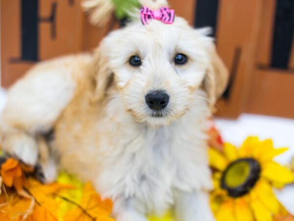 Mini Goldendoodle DOG Female Golden 15602 Petland Wichita, Kansas