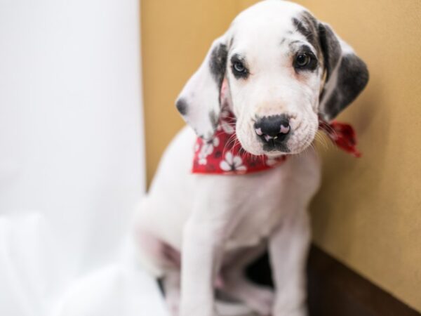 Great Dane DOG Male White w/ Brindle Spots 15601 Petland Wichita, Kansas