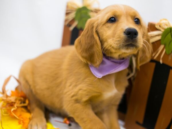 Golden Retriever DOG Female Golden 15600 Petland Wichita, Kansas