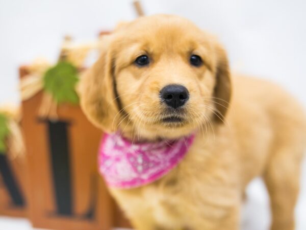 Golden Retriever DOG Female Golden 15599 Petland Wichita, Kansas