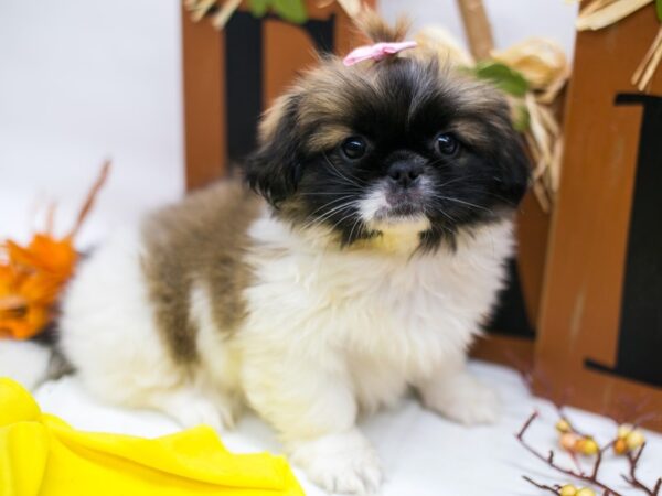 Pekingese DOG Female Gold & White 15598 Petland Wichita, Kansas