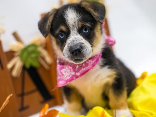 Mini Auggie DOG Female Black Tri W/ Blue Eyes 15597 Petland Wichita, Kansas