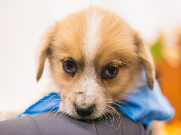 Mini Auggie DOG Male Red Merle 15596 Petland Wichita, Kansas