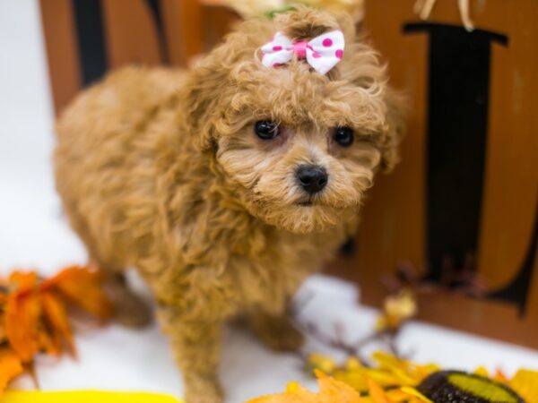 Toy Poodle-DOG-Female-Red-15593-Petland Wichita, Kansas