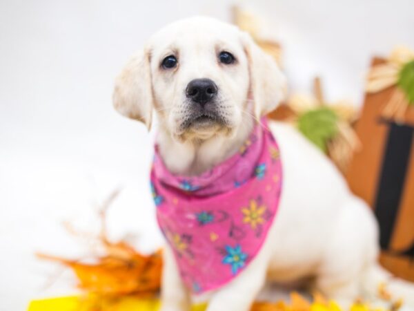 English Labrador Retriever DOG Female Yellow 15592 Petland Wichita, Kansas