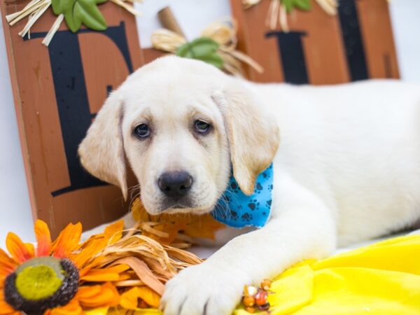 English Labrador Retriever DOG Male Yellow 15591 Petland Wichita, Kansas