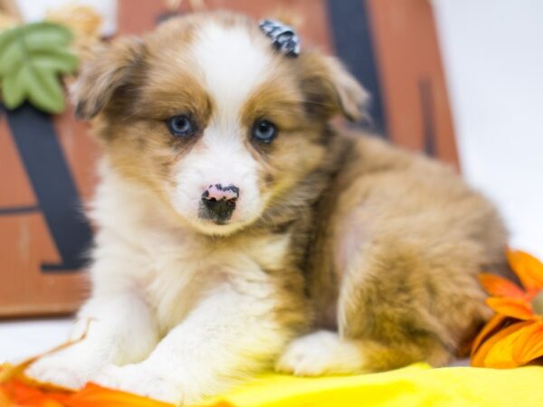 Miniature Australian Eskimo DOG Female Merle w/Blue Eyes 15622 Petland Wichita, Kansas