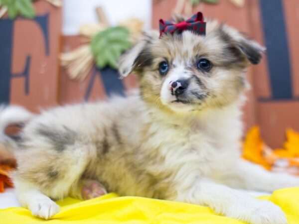 Miniature Australian Eskimo DOG Female Merle w/Half Blue Eye 15621 Petland Wichita, Kansas