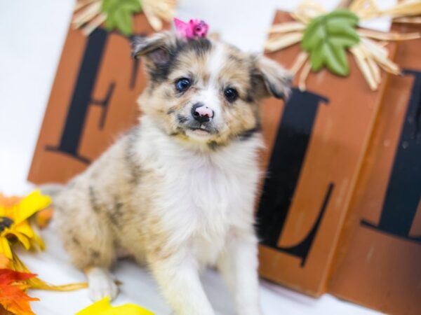 Miniature Australian Eskimo-DOG-Female-Merle w/Half Blue Eye-15620-Petland Wichita, Kansas