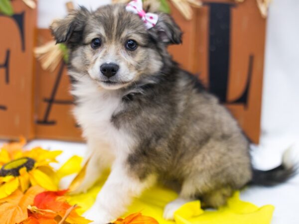 Miniature Australian Eskimo-DOG-Female-Dark Sable-15619-Petland Wichita, Kansas