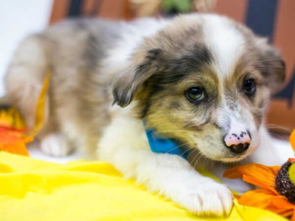 Miniature Australian Eskimo-DOG-Male-Merle w/Blue Sparkle in Eye-15618-Petland Wichita, Kansas