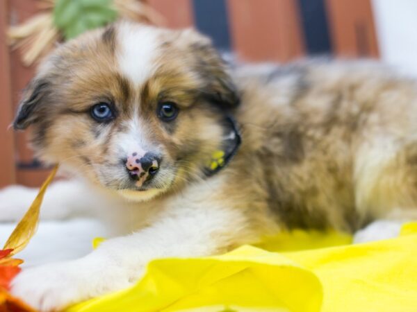 Miniature Australian Eskimo-DOG-Male-Merle w/One Blue Eye-15617-Petland Wichita, Kansas