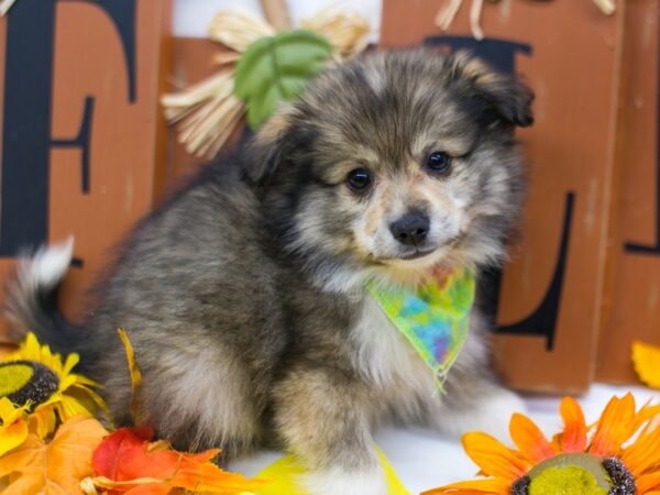 Miniature Australian Eskimo-DOG-Male-Dark Sable-15616-Petland Wichita, Kansas