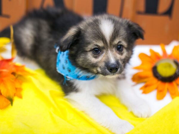 Miniature Australian Eskimo DOG Male Dark Sable 15615 Petland Wichita, Kansas