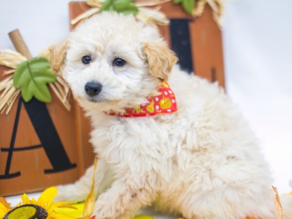 Mini EskiPoo DOG Male Cream 15614 Petland Wichita, Kansas