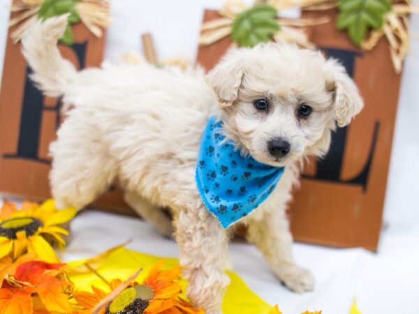 Mini EskiPoo DOG Male Cream 15613 Petland Wichita, Kansas