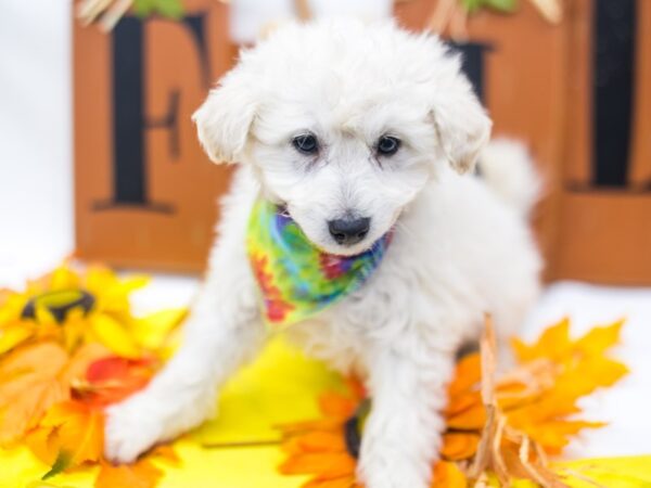 Mini EskiPoo DOG Male Cream 15612 Petland Wichita, Kansas