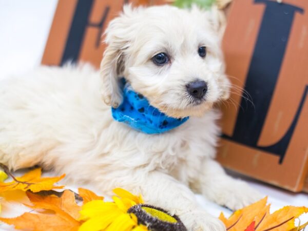 Cock A Poo-DOG-Male-Buff-15611-Petland Wichita, Kansas