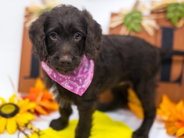 F1B Mini Labradoodle-DOG-Female-Chocolate-15610-Petland Wichita, Kansas