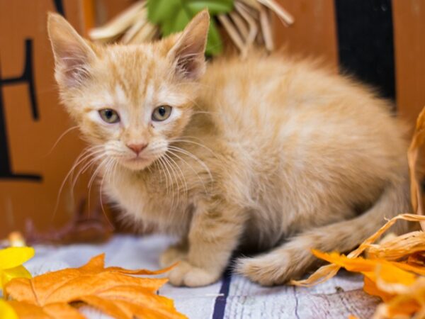 Adopt A Pet Kitten CAT Male Orange Tabby Medium Hair 15633 Petland Wichita, Kansas