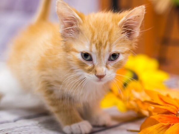 Adopt A Pet Kitten CAT Male Orange & White Tabby Medium Hair 15632 Petland Wichita, Kansas