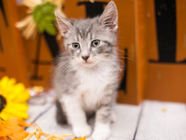 Adopt A Pet Kitten CAT Male Grey & White Tabby Medium Hair 15631 Petland Wichita, Kansas