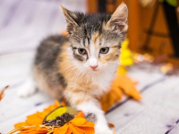 Adopt A Pet Kitten-CAT-Female-Calico Medium Hair-15630-Petland Wichita, Kansas
