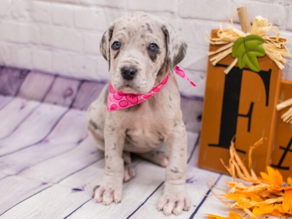 Great Dane DOG Female Blue Merle 15629 Petland Wichita, Kansas