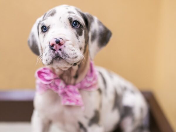 Great Dane DOG Female Blue Harlequin 15628 Petland Wichita, Kansas