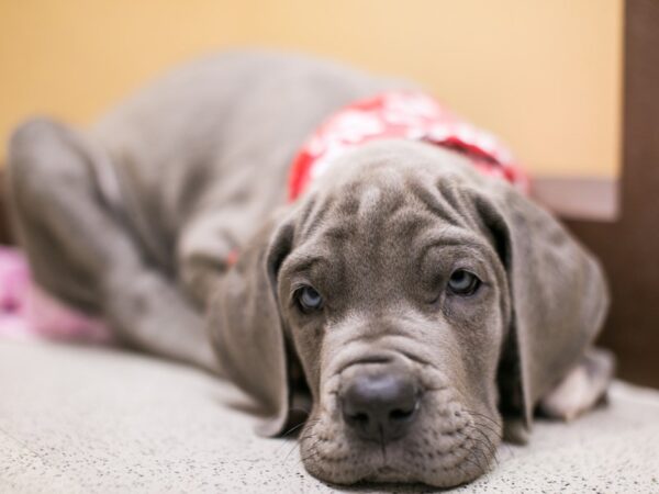 Great Dane DOG Male Blue And White 15627 Petland Wichita, Kansas