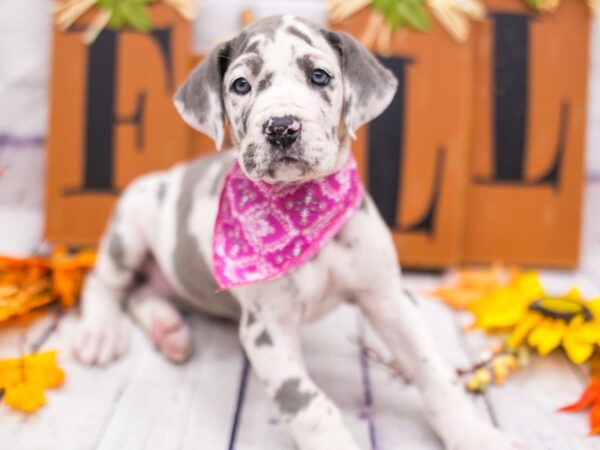 Great Dane DOG Female Blue Harlequin 15626 Petland Wichita, Kansas