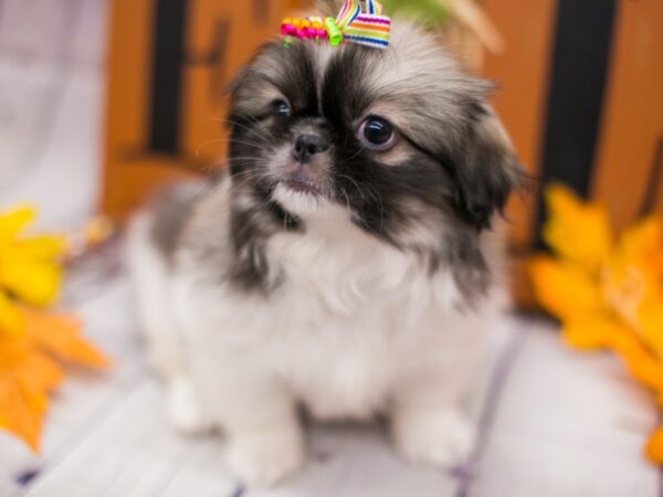 Pekingese DOG Female Sable & White 15625 Petland Wichita, Kansas