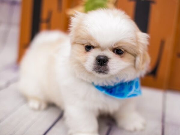 Pekingese DOG Male Cream And White 15624 Petland Wichita, Kansas