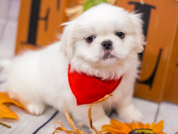 Pekingese-DOG-Male-White-15623-Petland Wichita, Kansas