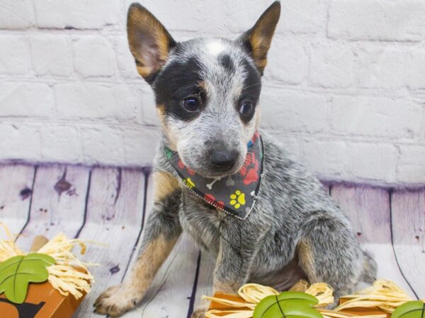 Australian Cattle Dog-DOG-Male-Blue Heeler-15665-Petland Wichita, Kansas