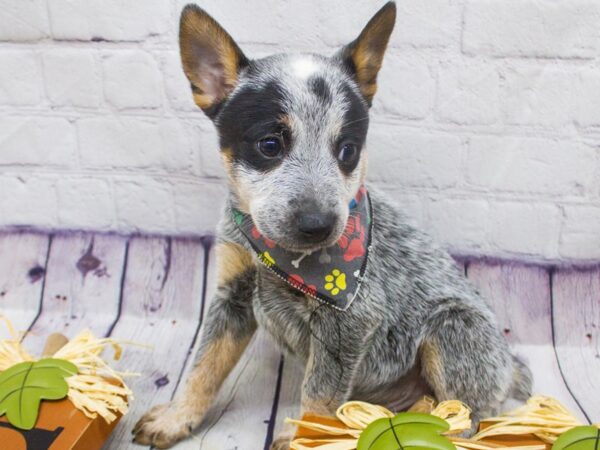 Australian Cattle Dog DOG Male Blue Heeler 15665 Petland Wichita, Kansas