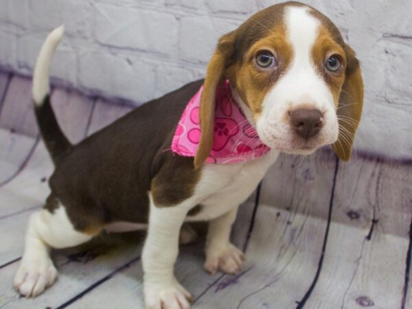 Beagle-DOG-Female-Chocolate Tri-15635-Petland Wichita, Kansas