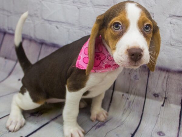 Beagle DOG Female Chocolate Tri 15635 Petland Wichita, Kansas