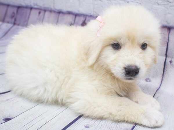 Anatolian Pyrenees-DOG-Female-Cream-15661-Petland Wichita, Kansas