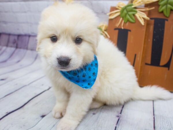 Anatolian Pyrenees-DOG-Male-Cream & White-15659-Petland Wichita, Kansas