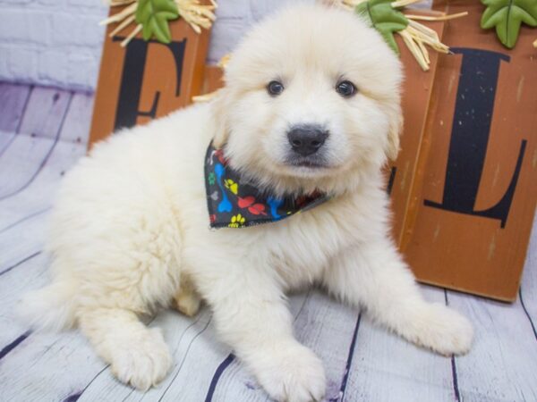 Anatolian Pyrenees DOG Male Cream 15658 Petland Wichita, Kansas