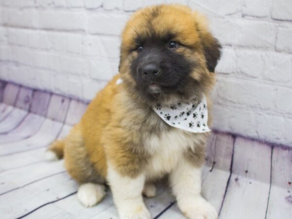 Anatolian Pyrenees-DOG-Male-Red w/Black mask-15657-Petland Wichita, Kansas