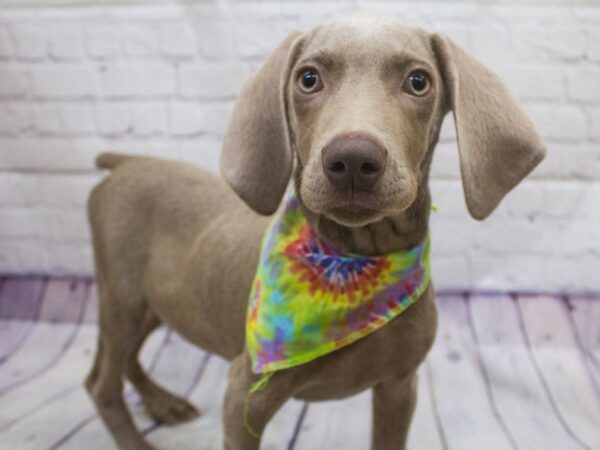 Weimeraner-DOG-Male-Silver-15656-Petland Wichita, Kansas